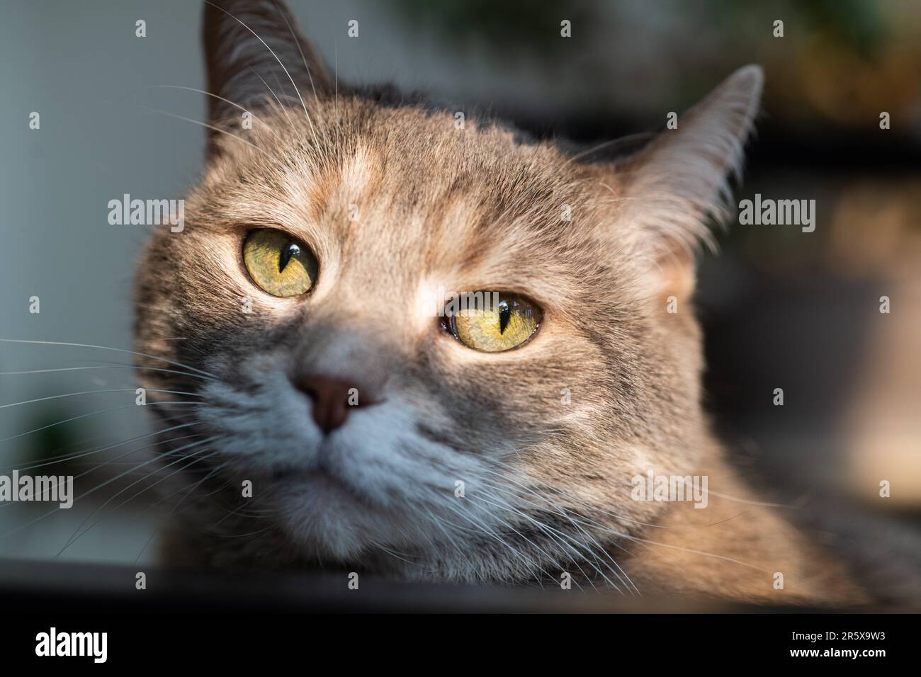 Gros plan photo d'un petit-air domestique gris dilue tabby torbie maison chat avec de longs whiskers et les yeux verts regardant l'appareil photo Banque D'Images