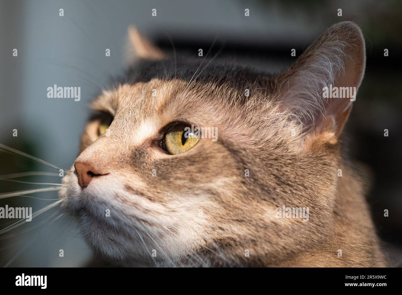 Gros plan photographie d'un chat domestique gris à tabby torbie dilué avec de longs whiskers et des yeux verts regardant sur le côté Banque D'Images
