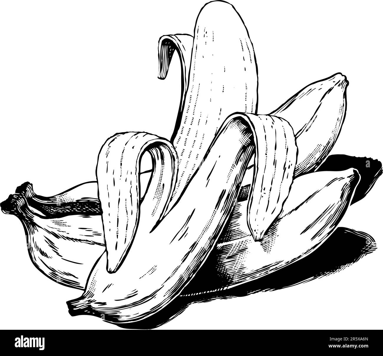 Bananes gravées vintage 1950s. Détails noirs et blancs d'authentiques planches à gratter dessinées à la main. Illustration de Vecteur