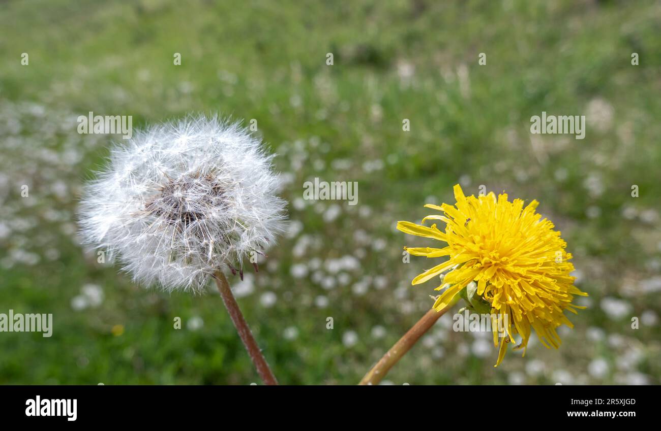 Un proche d'un Dandelion ou Taraxacum un grand genre de plantes à fleurs de la famille des Asteraceae. Banque D'Images