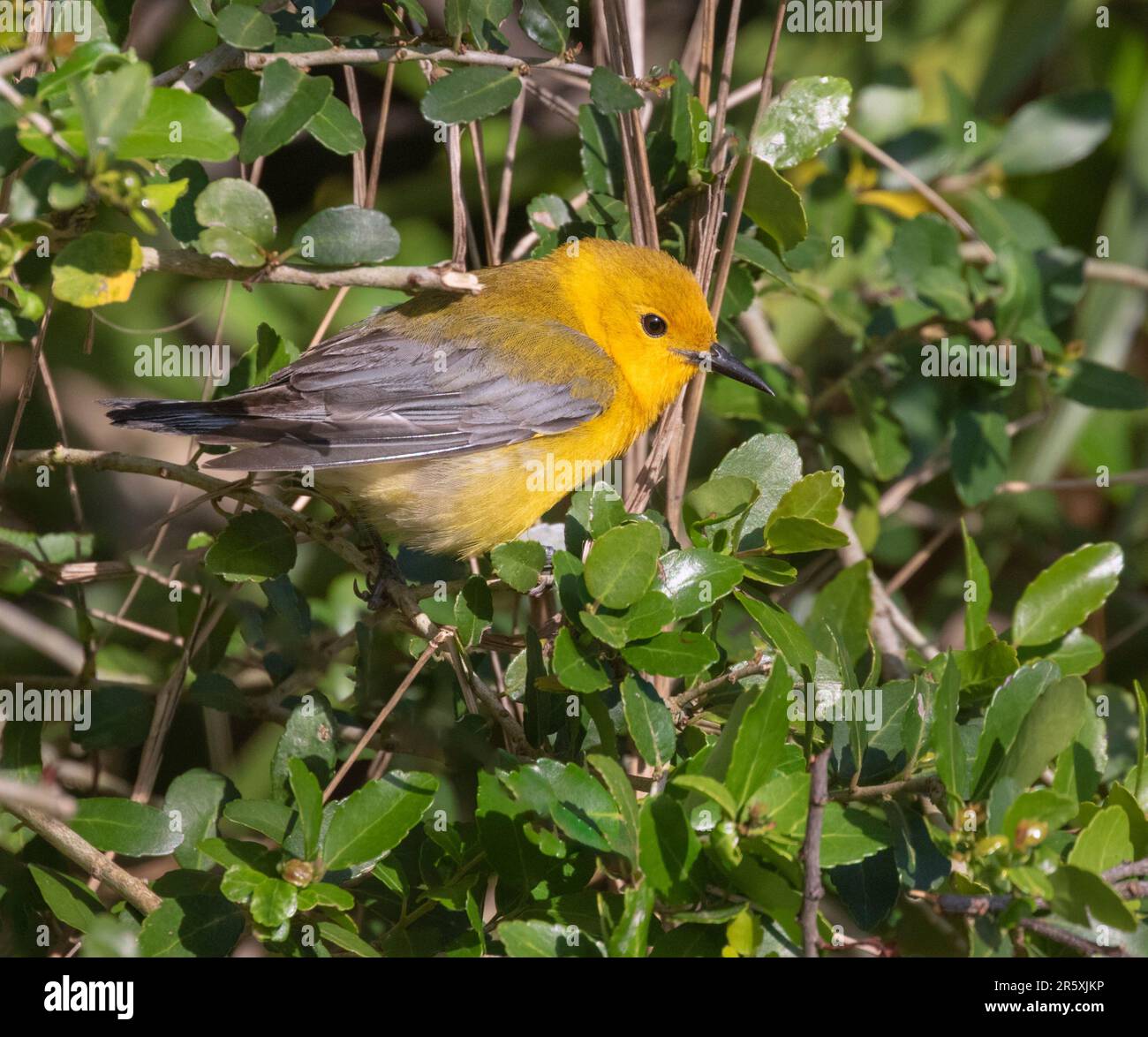La Paruline protonotaire (Protonotaria citrea) se rapproche Banque D'Images