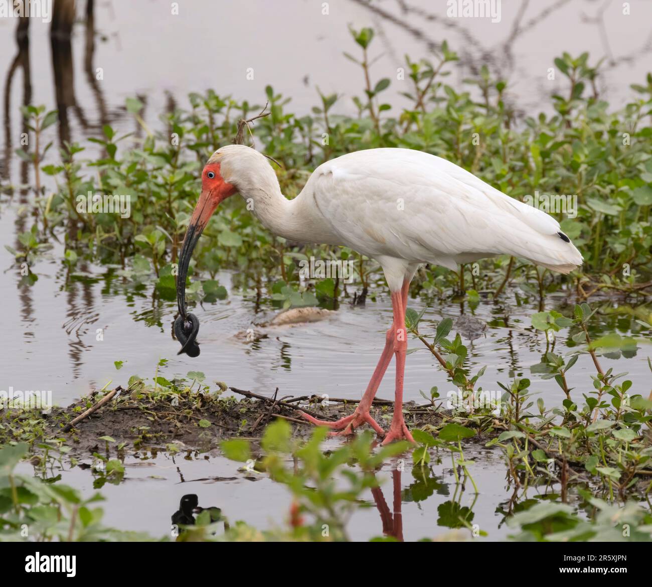 L'ibis blanc américain (Eudocimus albus) se nourrit dans le marais Banque D'Images