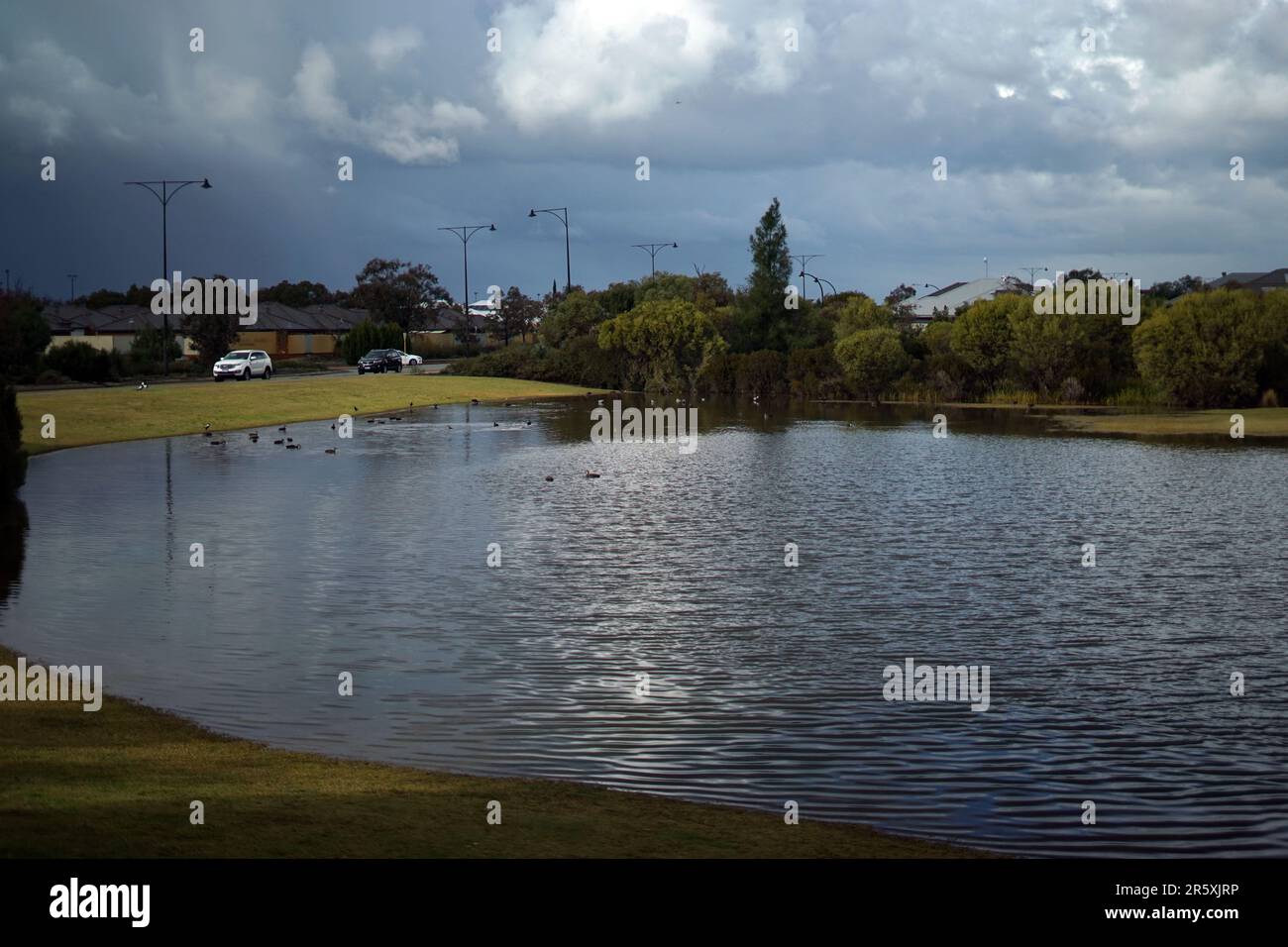 Perth, Australie - les canards de 6 juin 2023 nagent dans un champ inondé à Ellenbrook près de Perth, en Australie, après qu'une quantité record de pluie ait frappé l'Australie occidentale au cours des dernières 48 heures, provoquant des inondations à grande échelle. Crédit : Steve Parsons/Alamy Live News Banque D'Images