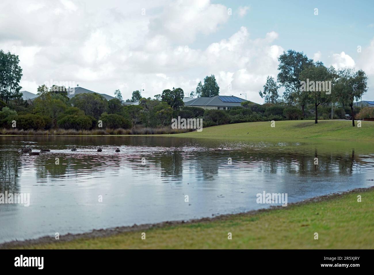 Perth, Australie - les canards de 6 juin 2023 nagent dans un champ inondé à Ellenbrook près de Perth, en Australie, après qu'une quantité record de pluie ait frappé l'Australie occidentale au cours des dernières 48 heures, provoquant des inondations à grande échelle. Crédit : Steve Parsons/Alamy Live News Banque D'Images