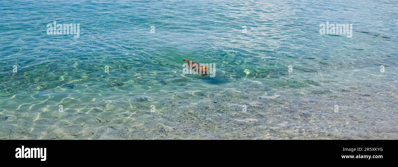 Corse, France, un heureux chien du roi Charles baignant dans l'eau turquoise transparente sur une belle plage en été Banque D'Images