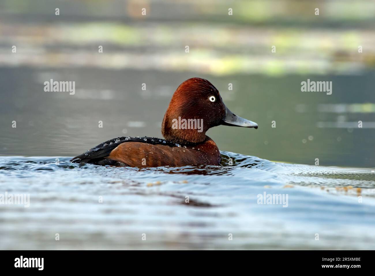 Canard ferrugineux ou Aythya nyroca observé à Gajoldaba dans le Bengale occidental, Inde Banque D'Images