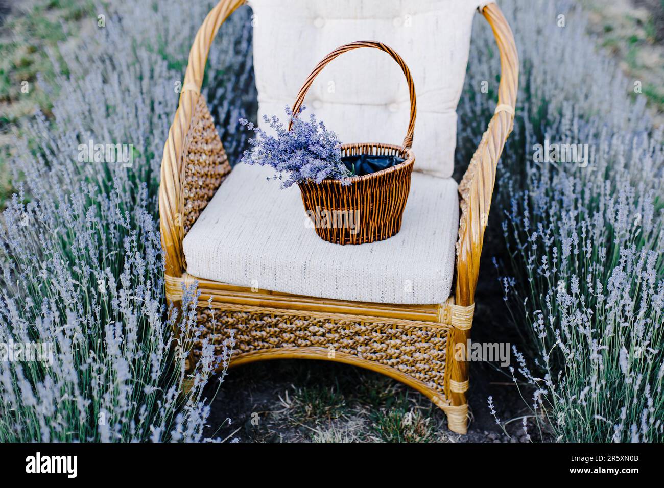 Chaise avec panier de fleurs dans un champ de lavande. Banque D'Images