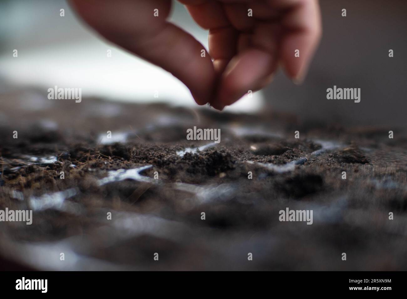 Les femelles plantent à la main des semences dans le plateau de semis avec du sol. Jardinage et culture de légumes à la maison. Agriculture processus de préparation de la croissance. Banque D'Images