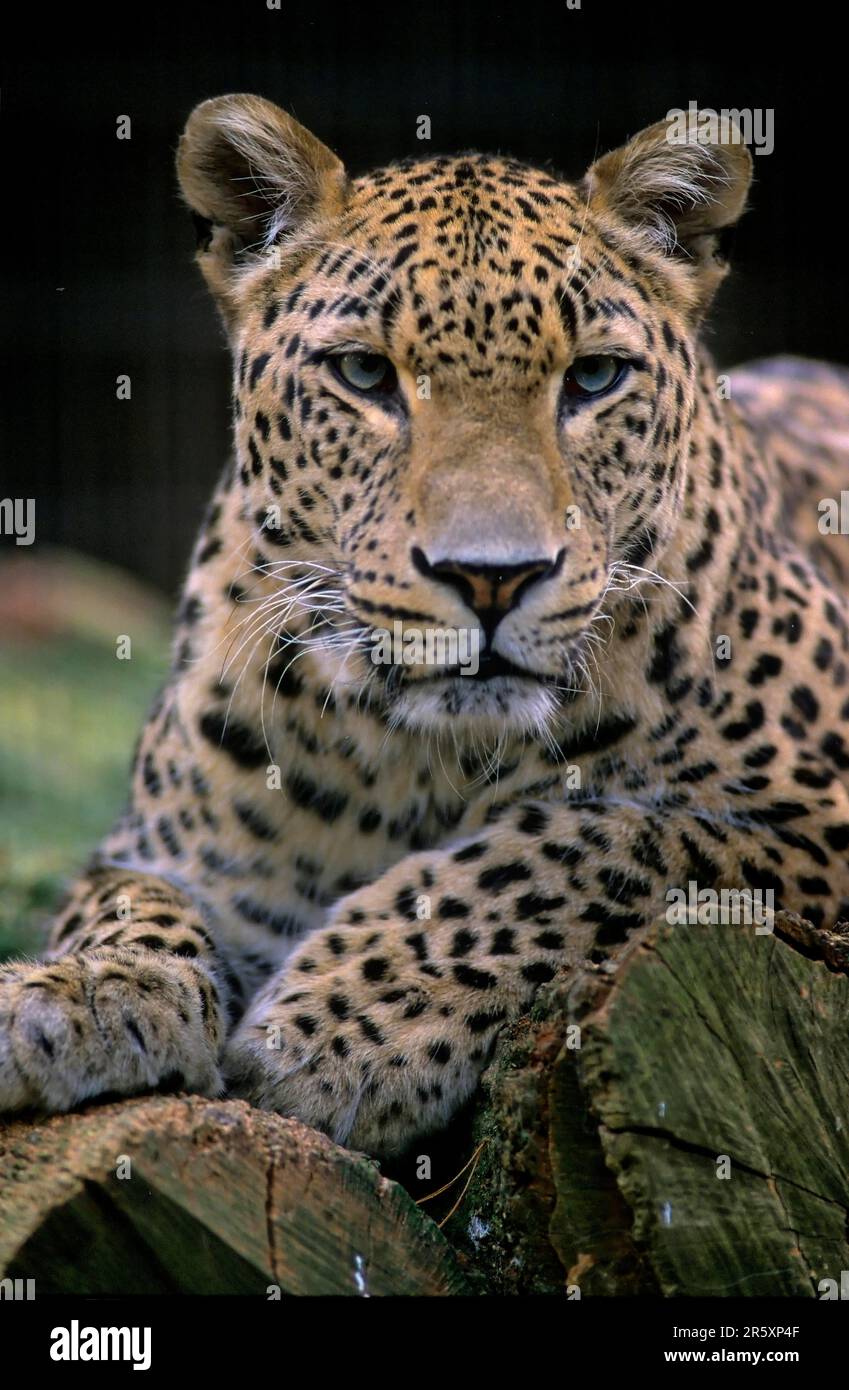 Léopard perse du Nord (Panthera pardus), léopard, léopard perse (Panthera pardus ciscaucasica) Banque D'Images