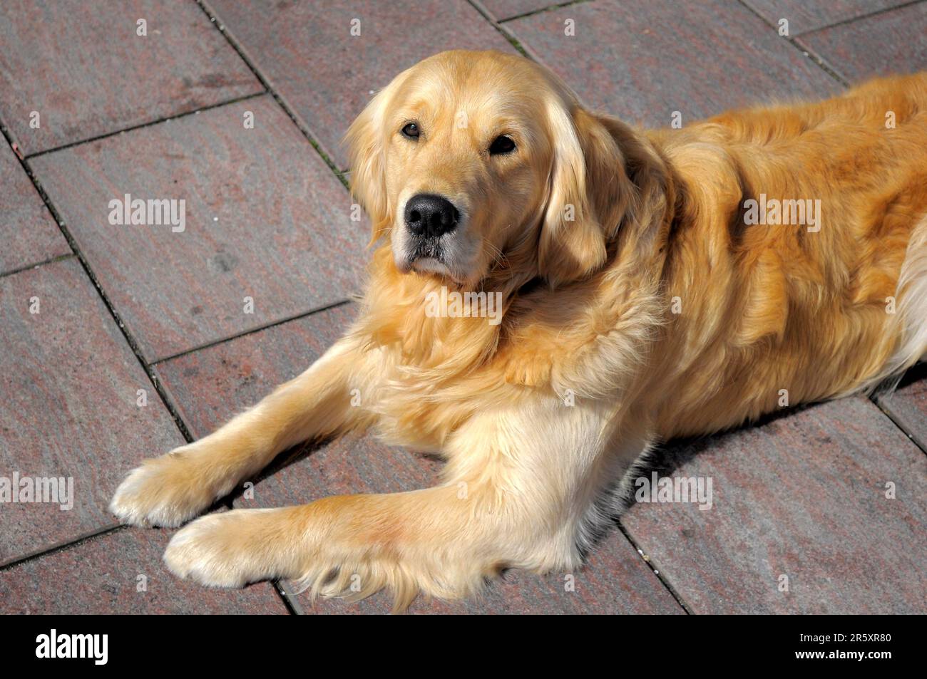 Golden Retriever, chien couché Banque D'Images