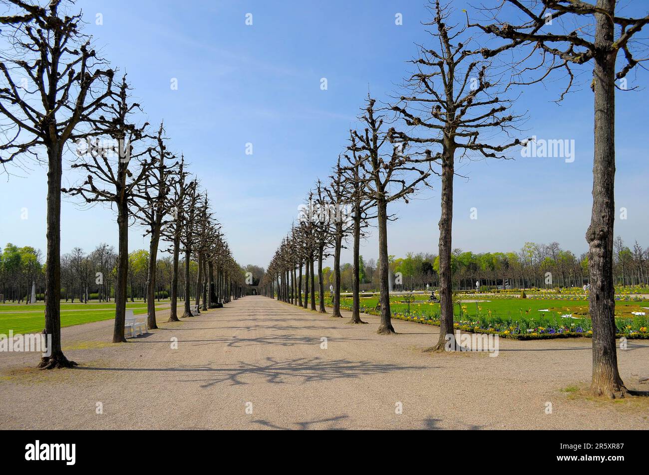 Schwetzingen au printemps, avenue d'arbres dans le jardin du palais Banque D'Images