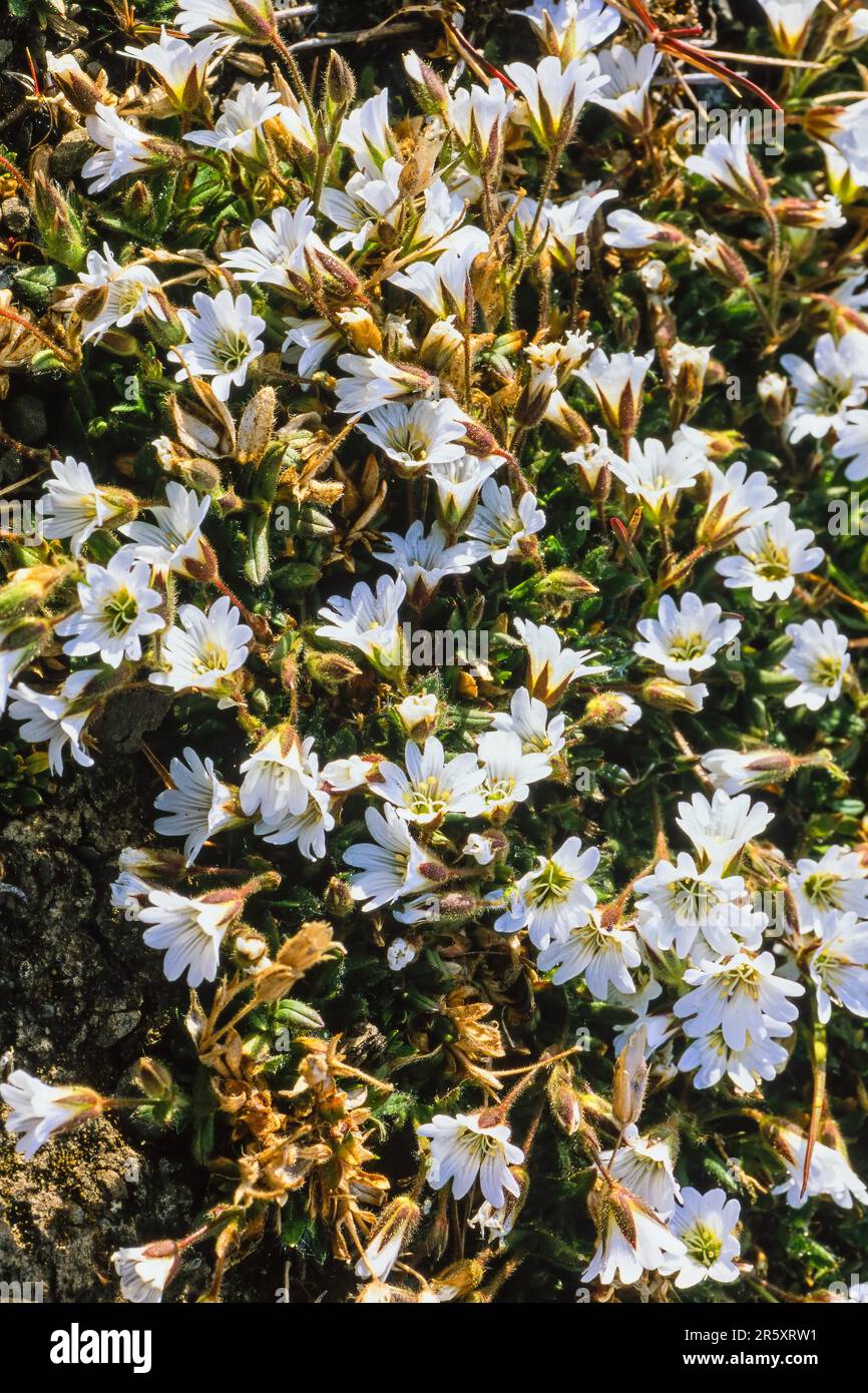 Belles fleurs arctiques (Cerastium) sur le sol un jour d'été ensoleillé dans l'arctique, Svalbard, Norvège Banque D'Images