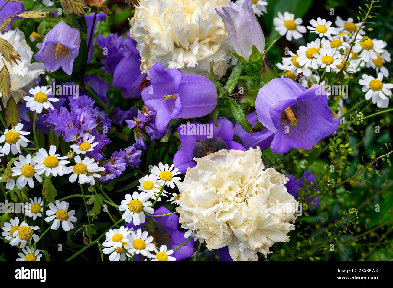 Fleurs printanières et hérébells (Campanula rotundifolia), Allgaeu, Bavière, Allemagne Banque D'Images