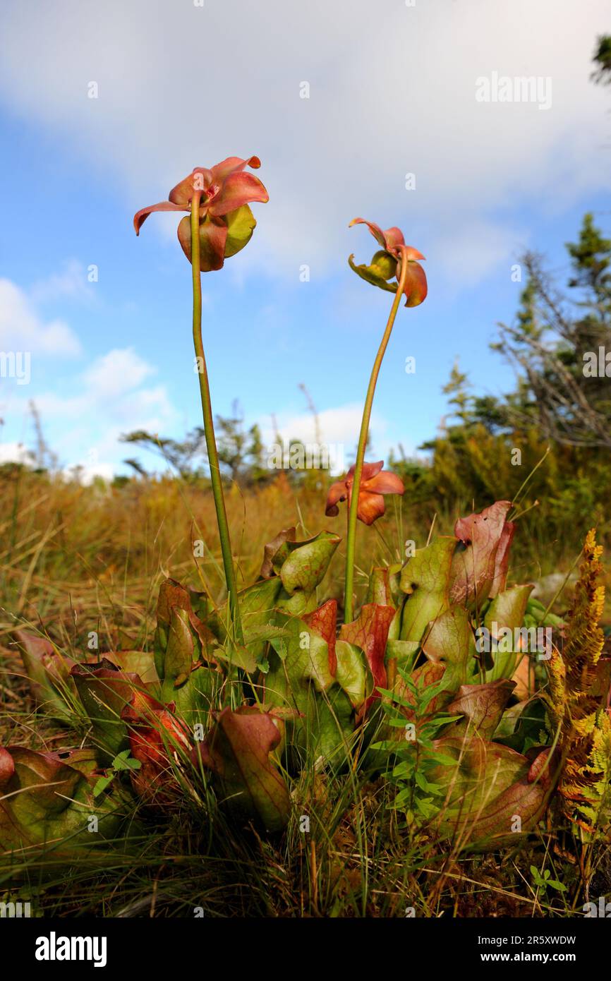 Usine de boyau, parc national du Cap Breton Highland, usine de pichet pourpre (Sarracenia purpurea), Canada Banque D'Images