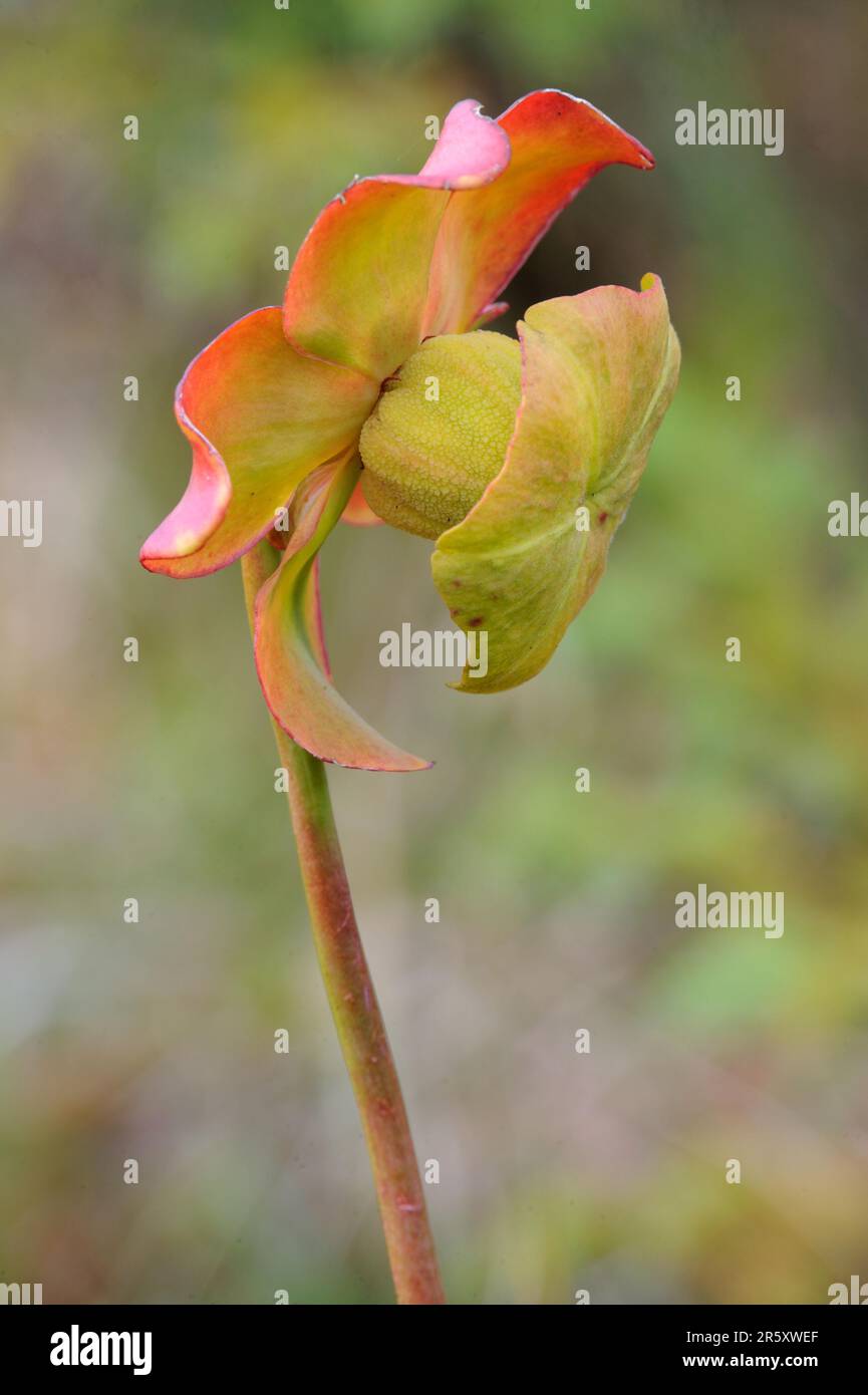 Usine de boyau, parc national du Cap Breton Highland, usine de pichet pourpre (Sarracenia purpurea), Canada Banque D'Images