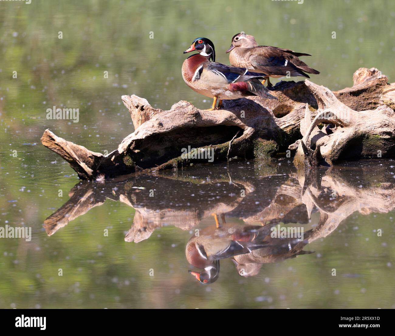 Famille de canards de bois colorés avec réflexion sur le lac, Québec, Canada Banque D'Images