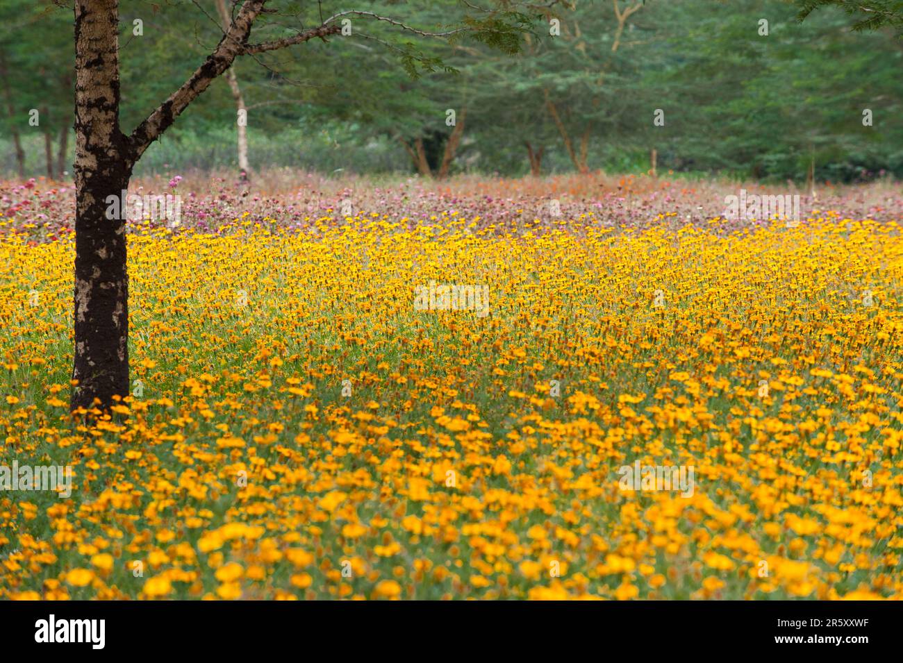 Prairie de fleurs avec marigold (Tagetes), Arusha, fleur étudiante, Tanzanie Banque D'Images