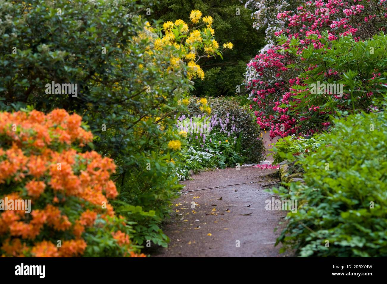 Inverewe Garden, Poolewe, Écosse, National Trust for Scotland Banque D'Images