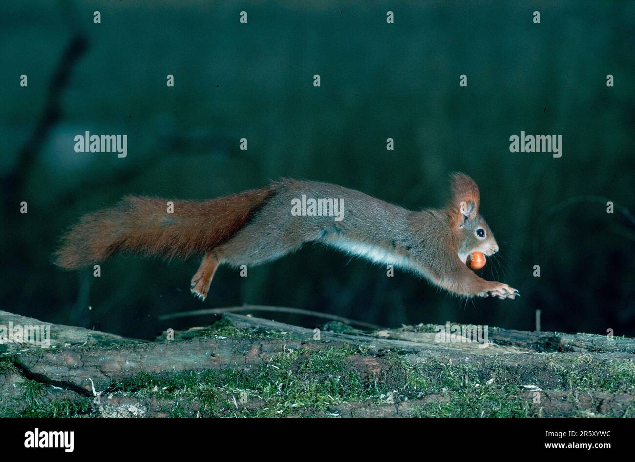 Écureuil rouge (Sciurus vulgaris) avec noisette, Allemagne, freistellbar Banque D'Images