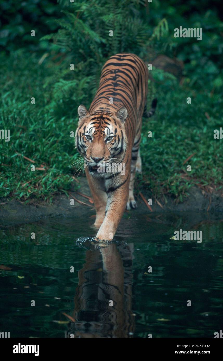 Tigre de Sumatra (Panthera tigris sumatrae) Banque D'Images