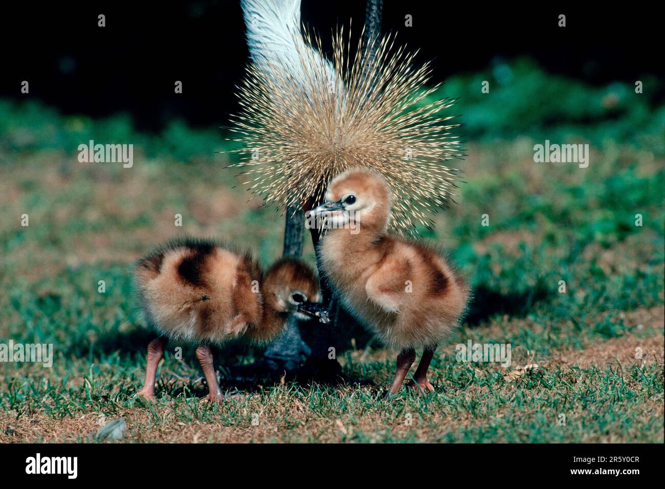 Grue couronnée avec poussins, Afrique du Sud (Balearia pavonina gulorum) Banque D'Images