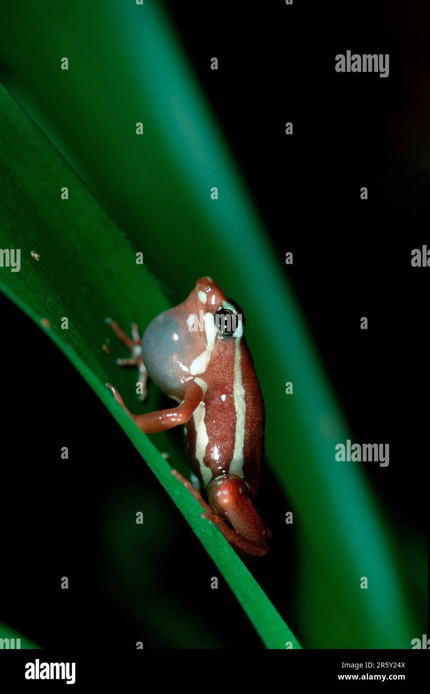 Poison Arrow Frog, appelant (Epipedobates tricolor) (Dendrobates tricolor) Banque D'Images