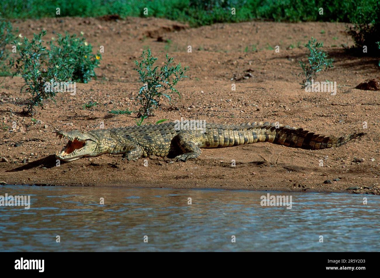 Crocodile Nilotique, parc national Kruger, crocodile du nil (Crocodylus niloticus) Banque D'Images