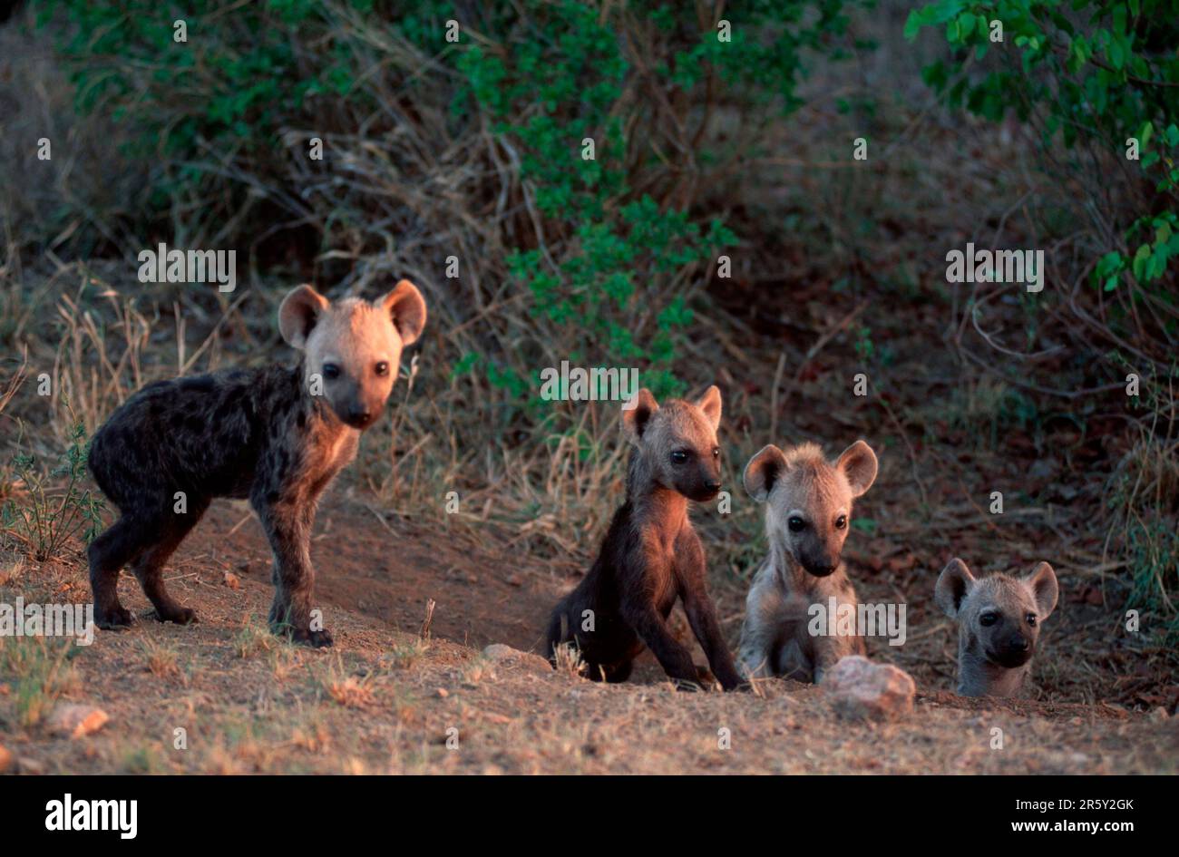 Hyènes tachetées, petits à den, Parc national Kruger, Afrique du Sud (Crocuta crocuta), Tuepfelhyaenen, Jungtiere am Bau, Parc national Krueger Banque D'Images