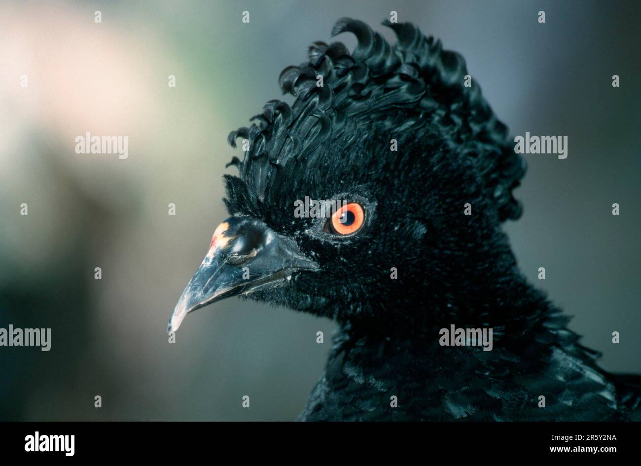 Curassow à la boise jaune (Crax daubentoni), Curassow Daubenton, animaux, oiseau, Chicken Hill, Oiseaux de poulet, extérieur, extérieur, tête, portrait Banque D'Images