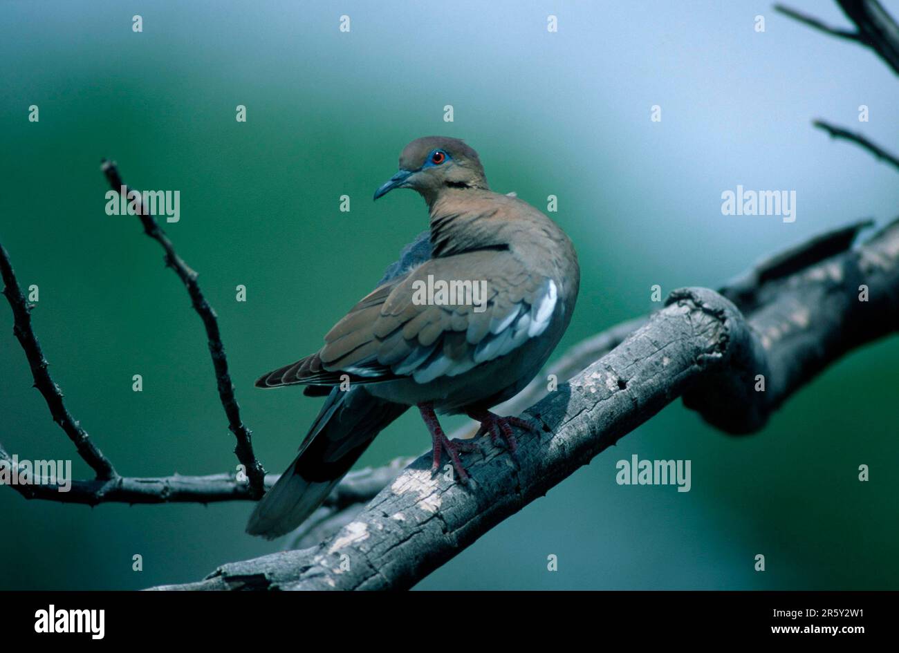 Colombe blanchâtre (Zenaida asiatica), Sonora Desert, Arizona, États-Unis, États-Unis Banque D'Images