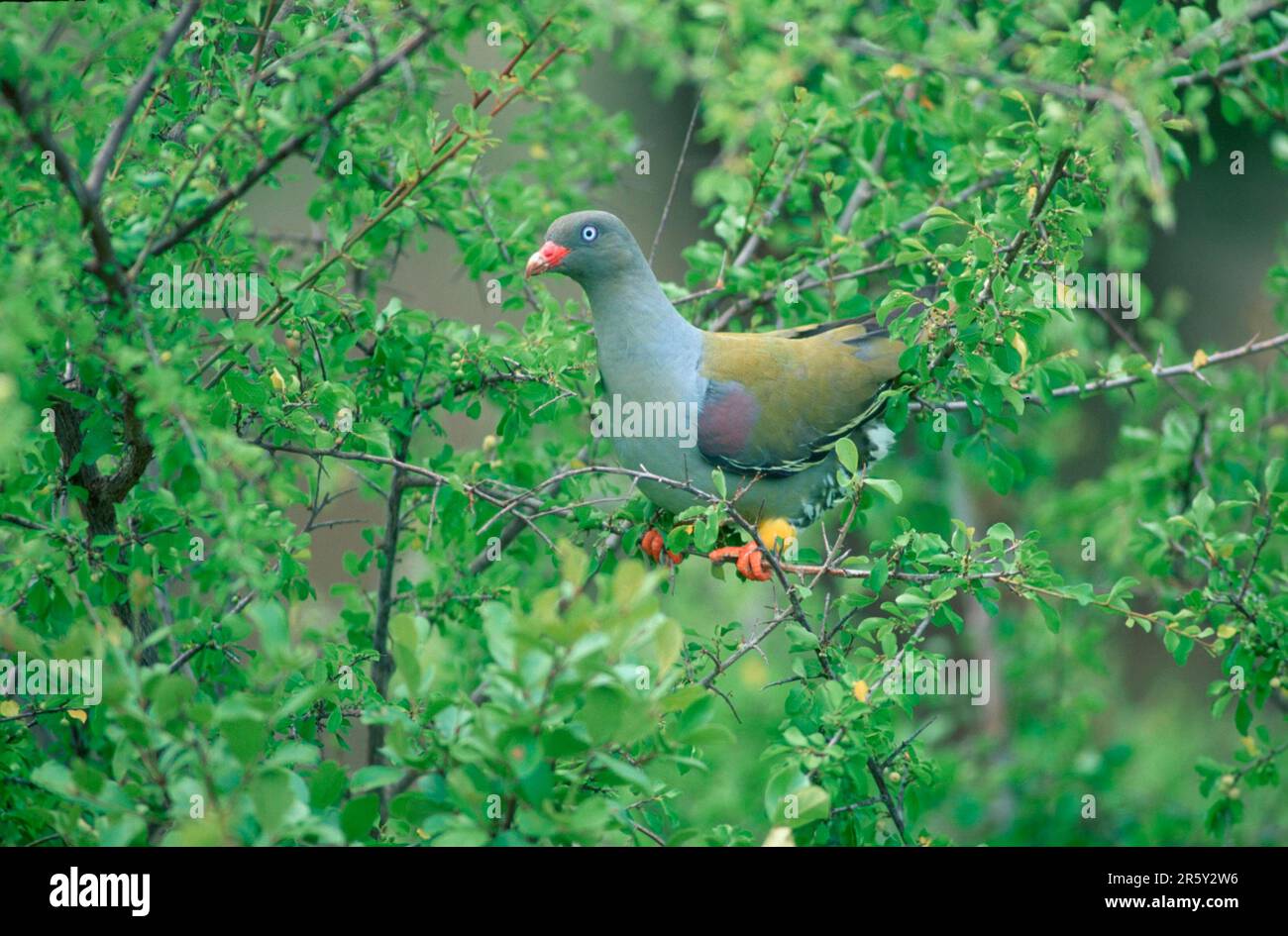 Pigeon vert africain, Parc national Kruger, Afrique du Sud (Treton calva), Pigeon vert à nez rouge, Afrique du Sud Banque D'Images