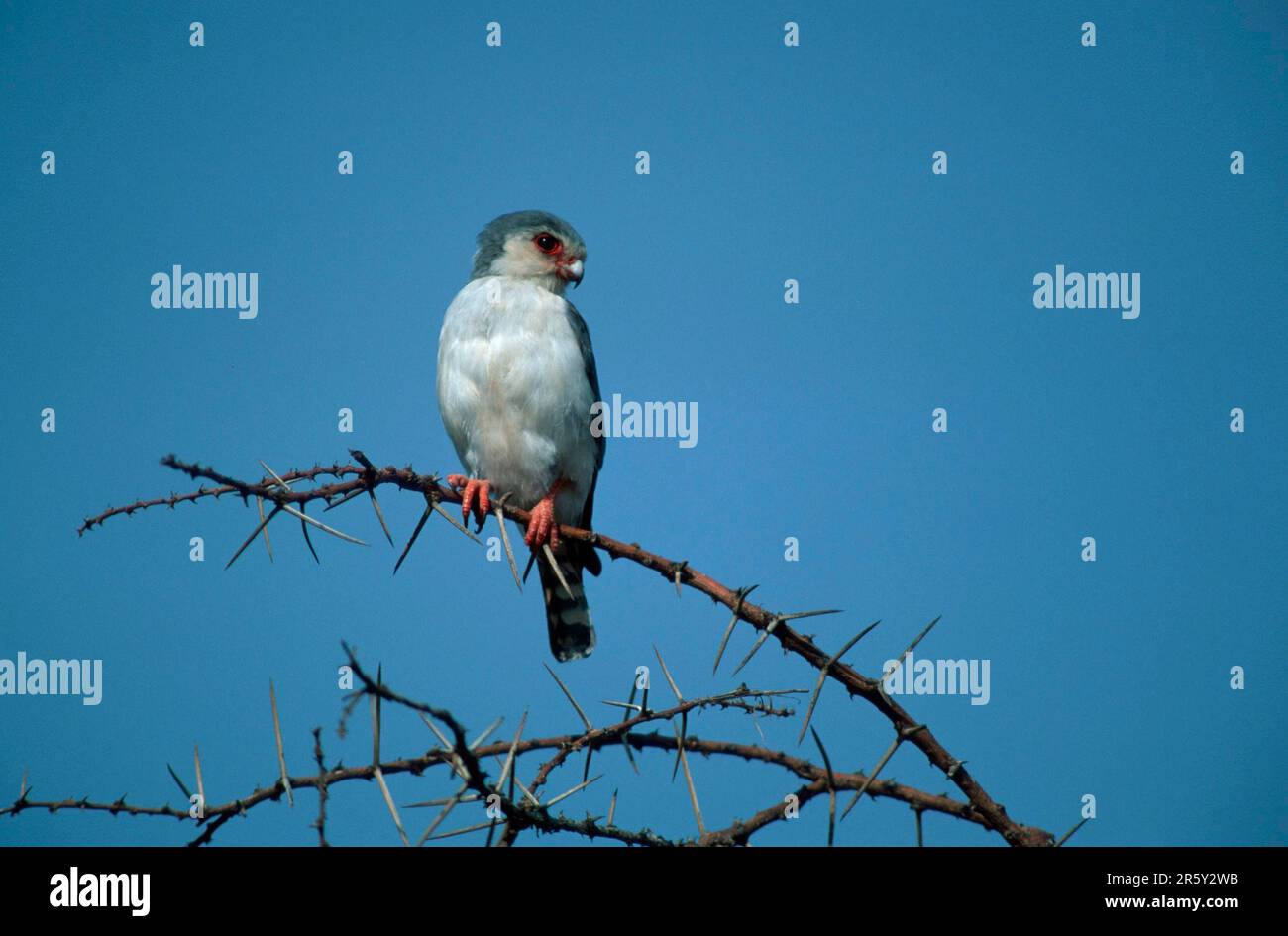 Faucon pygmée africaine (Polihierax semitorquatus), réserve de gibier de Samburu, Kenya, Halsbandzwergfalke, Samburu Wildschutzgebiet, Kenia / Banque D'Images