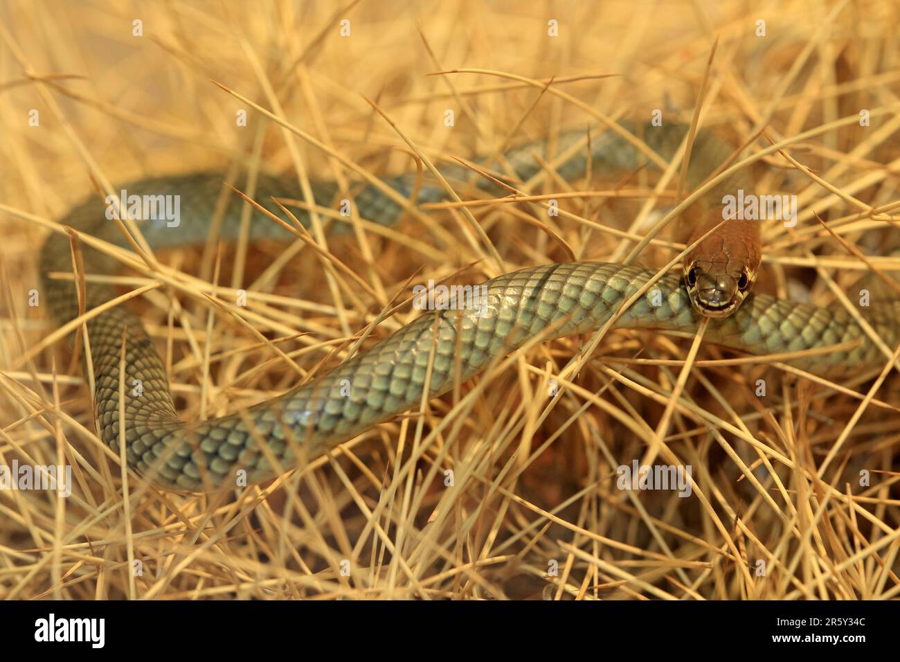 Serpent whip à face jaune (Demansia psammophis), territoire du Nord, Australie Banque D'Images