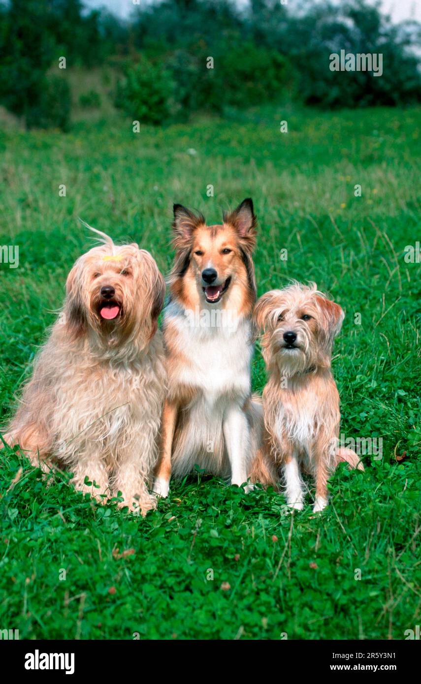 Groupe de chiens de race mixte et de race grossière, trois, trois) Banque D'Images