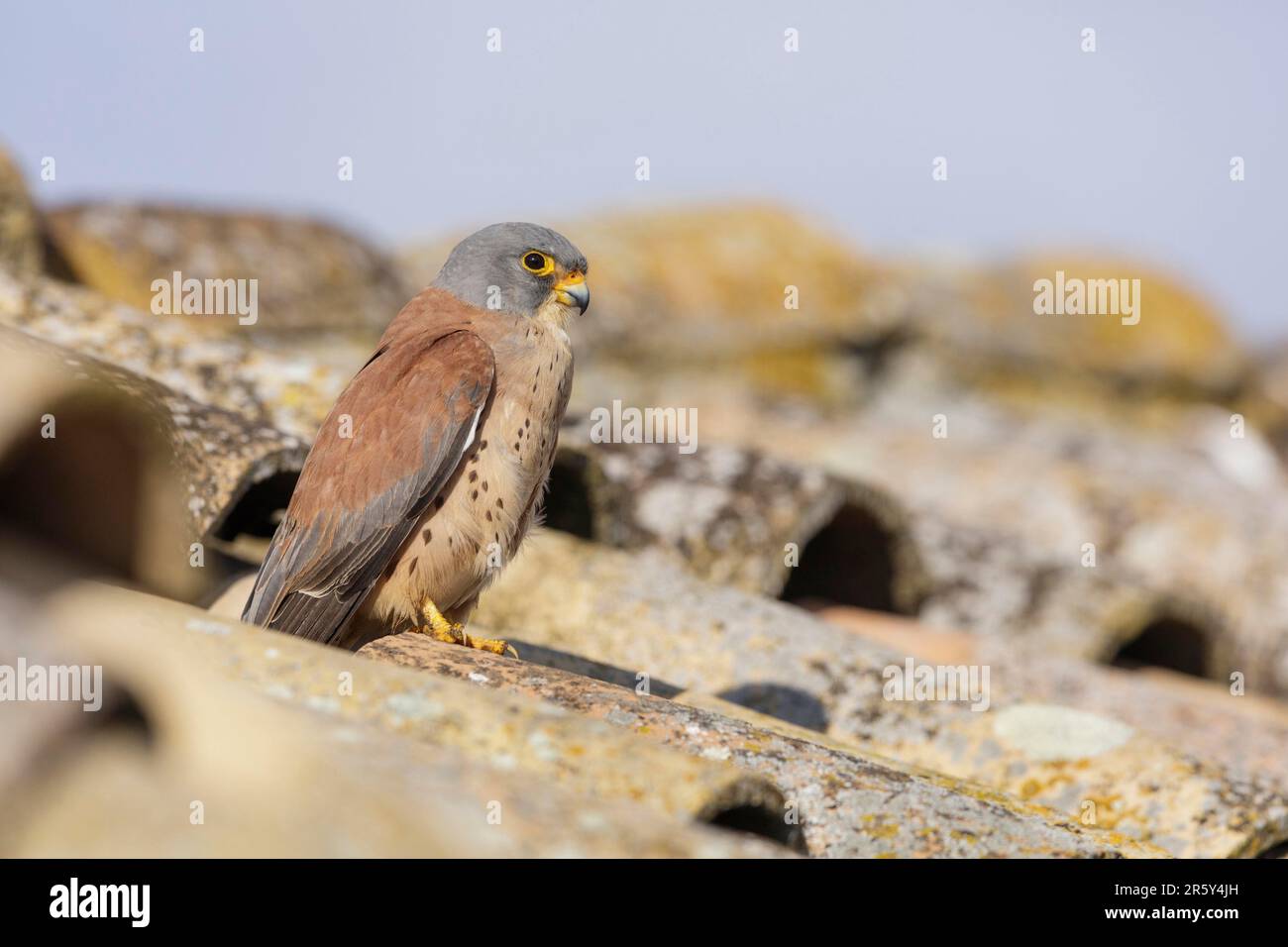 Petit Kestrel (Falco naumanni) m, Espagne Banque D'Images