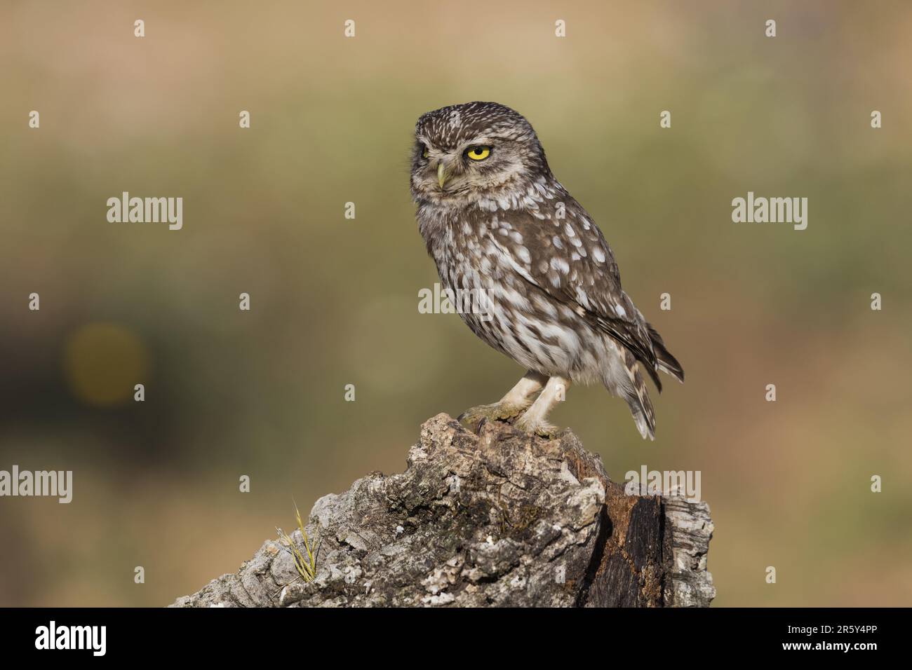 Petite chouette (Athene noctua), Espagne Banque D'Images