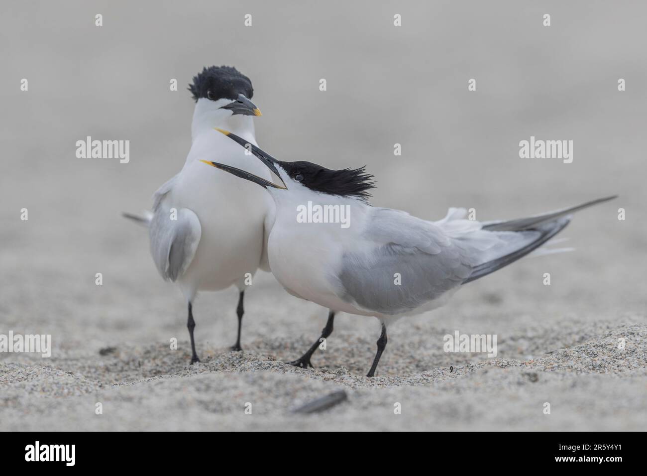 Sandwich tern (Thalasseus sandvicensis), États-Unis, Floride Banque D'Images