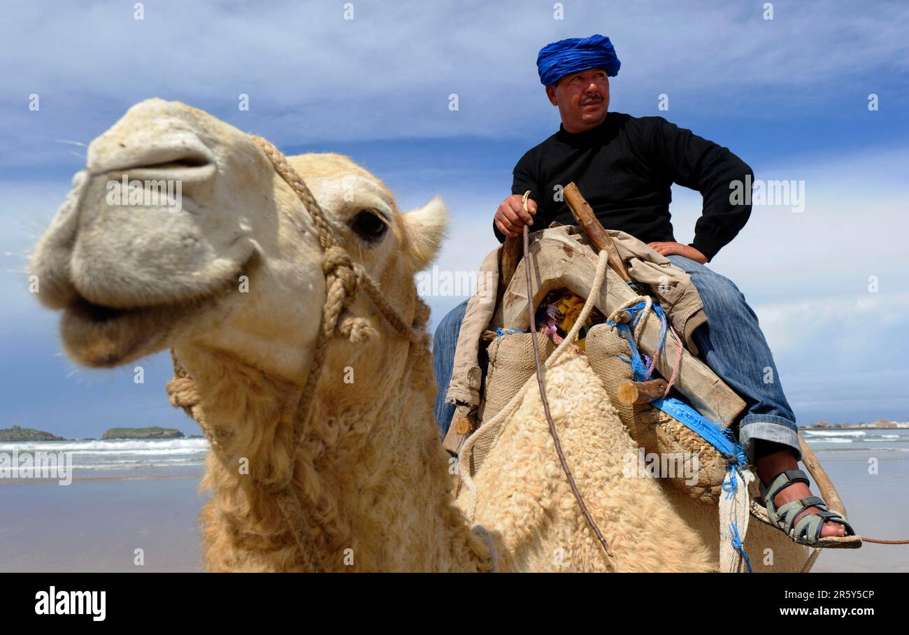 Maroc, chauffeur dromadaire, plage, Essaouira Banque D'Images