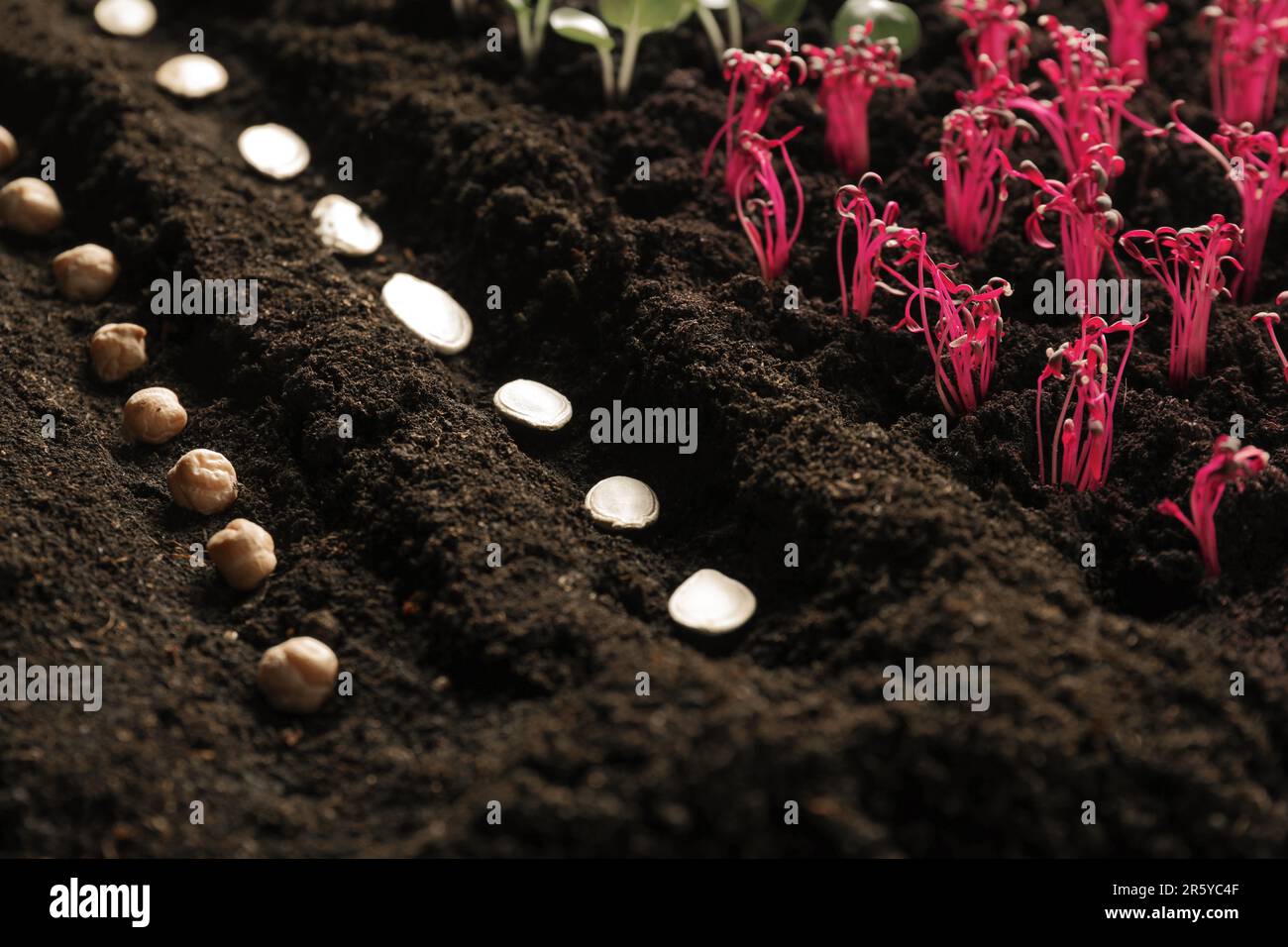 Beaucoup de graines et de plants de légumes dans un sol fertile Banque D'Images