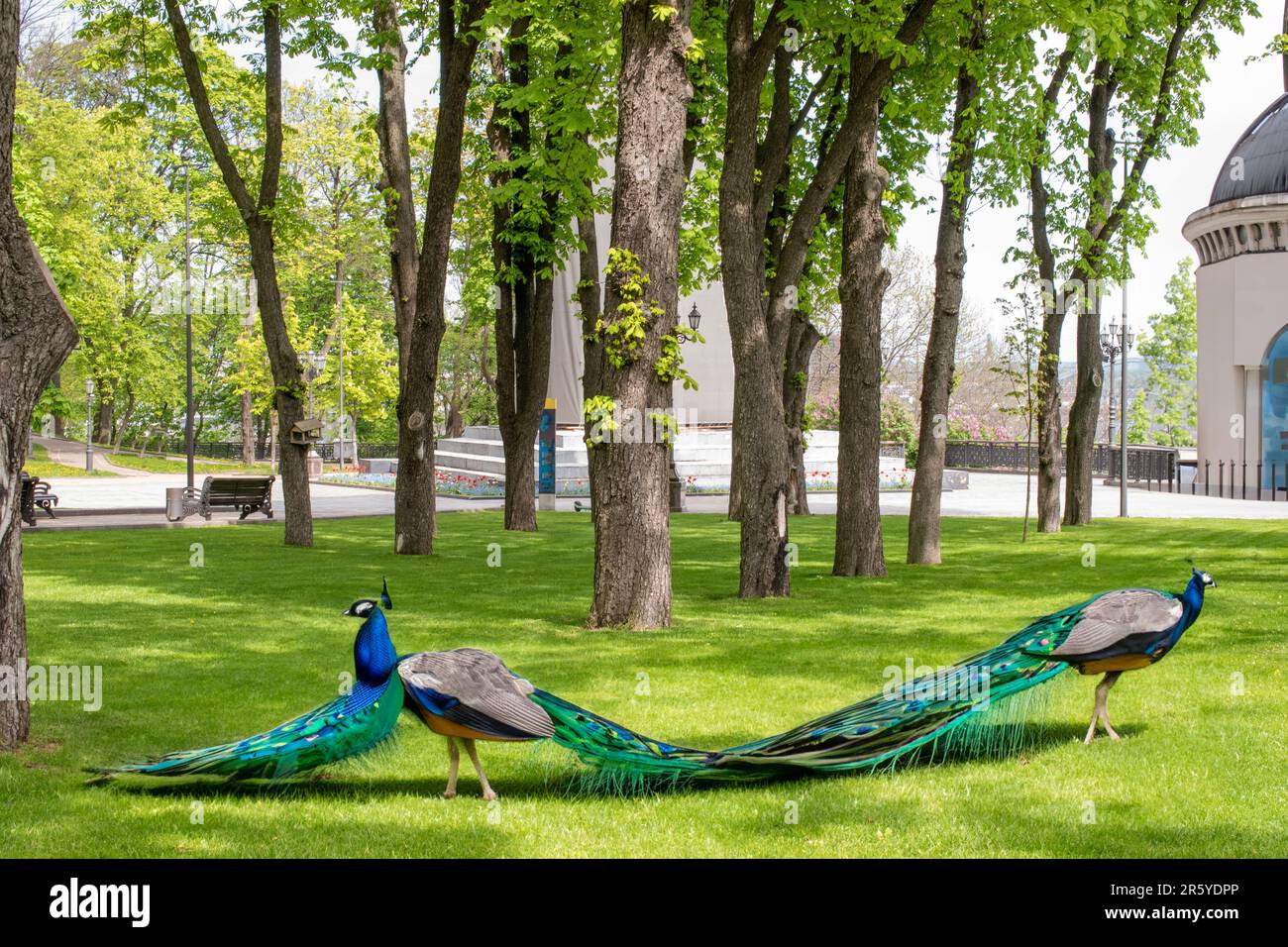 Deux paons dans le parc sur la pelouse. Banque D'Images