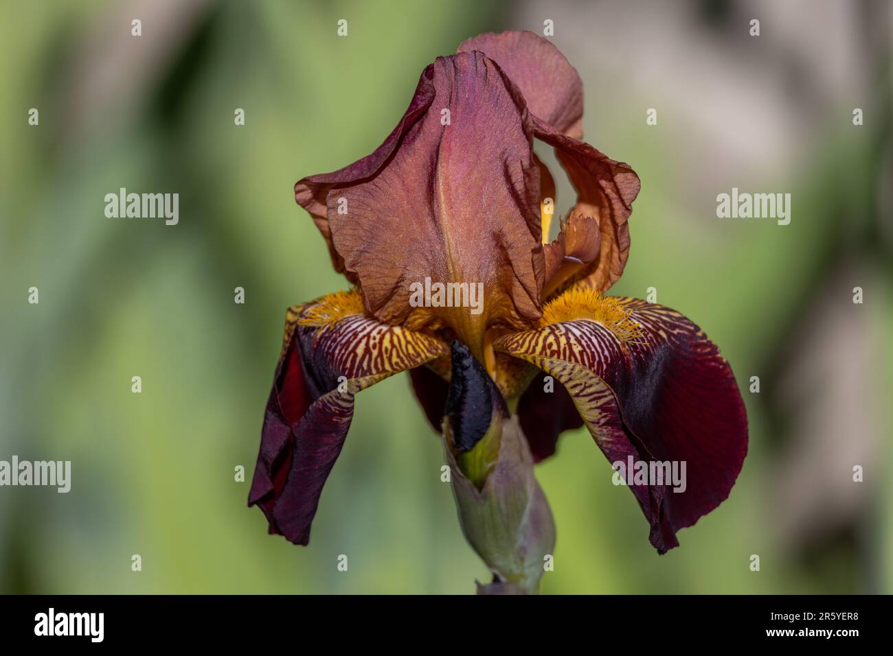 Vue macro-abstraite d'une fleur solitaire rouge bordeaux (iris germanica) de l'iris barbu dans un jardin ensoleillé, avec un arrière-plan défoqué Banque D'Images