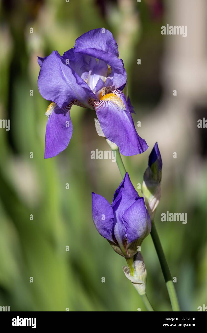 Vue macro abstraite de lavande couleur bleu iris barbu (iris germanica) fleurs fleuries dans un jardin ensoleillé, avec un arrière-plan défoqué Banque D'Images