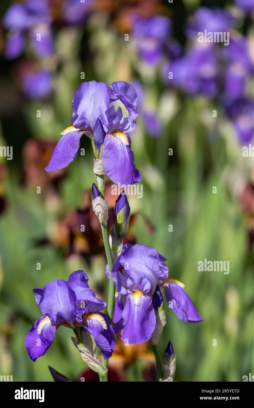 Vue macro abstraite de lavande couleur bleu iris barbu (iris germanica) fleurs fleuries dans un jardin ensoleillé, avec un arrière-plan défoqué Banque D'Images