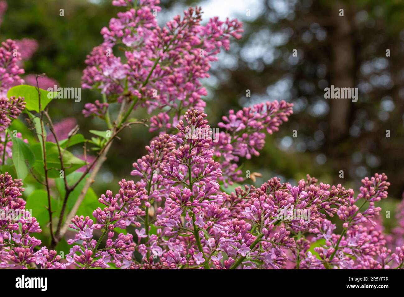 Texture abstraite fond des bourgeons violets nouvellement ouverts sur un buisson perse lilas (syringa persica) Banque D'Images