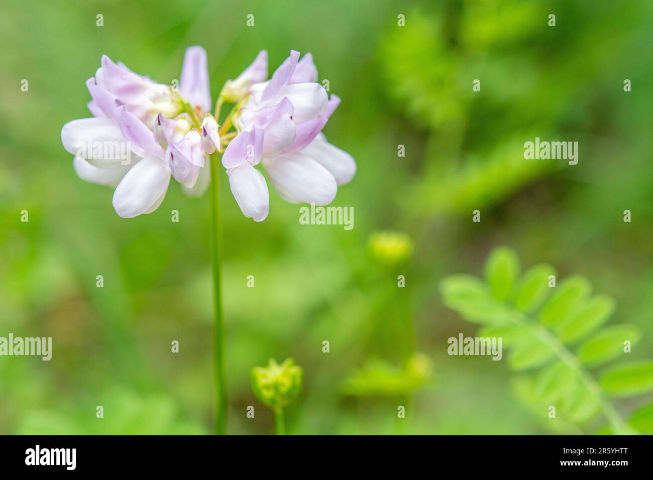 Securigera varia (synonyme Coronilla varia), communément connu sous le nom de crownvetch ou vetch de couronne pourpre, est une vigne de légumineuse à faible croissance. Banque D'Images