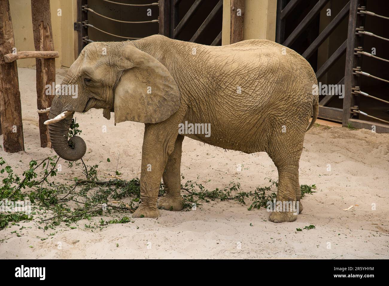 Éléphant dans le zoo manger des branches vertes Banque D'Images