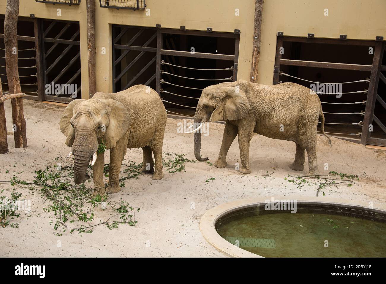 Éléphant dans le zoo manger des branches vertes Banque D'Images