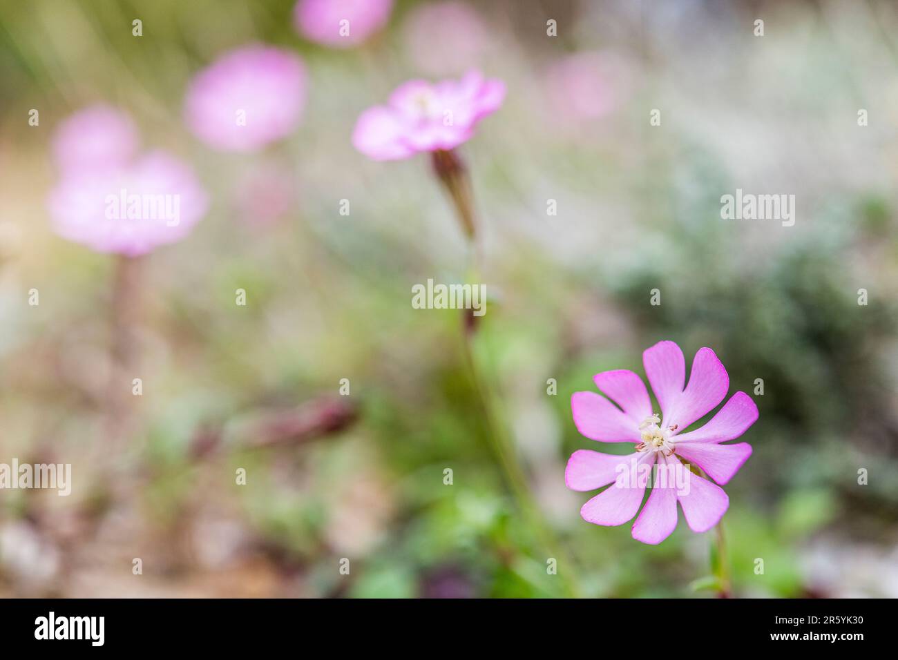 Silene colorata, Mediterranean Catchfly est une espèce de plante de la famille des Caryophyllaceae. Banque D'Images