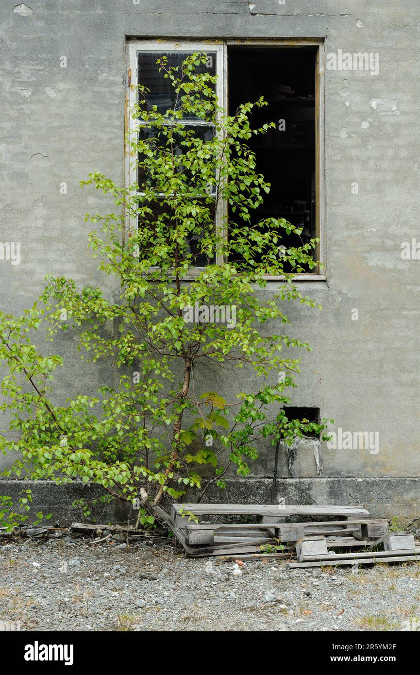 ancienne fenêtre cassée avec bois vert dans les vieilles briques Banque D'Images