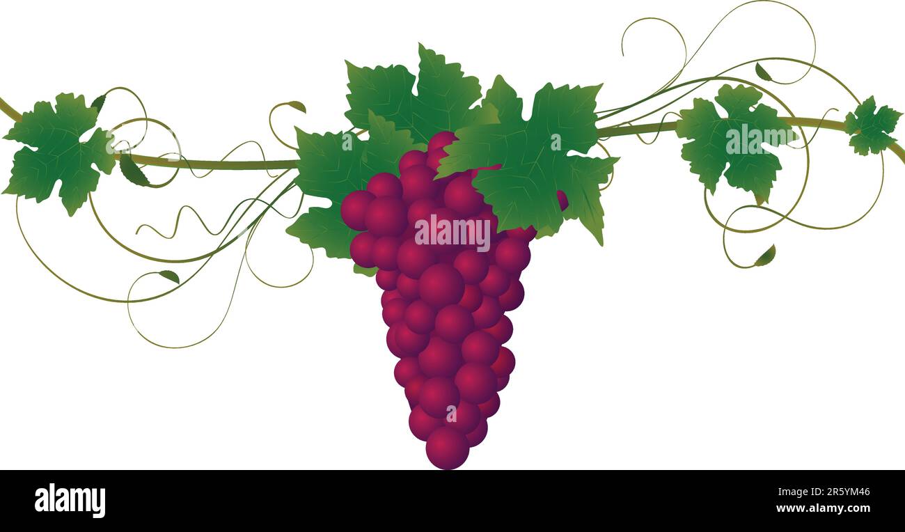 Illustration détaillée de raisins sur une vigne avec des feuilles de vigne Illustration de Vecteur